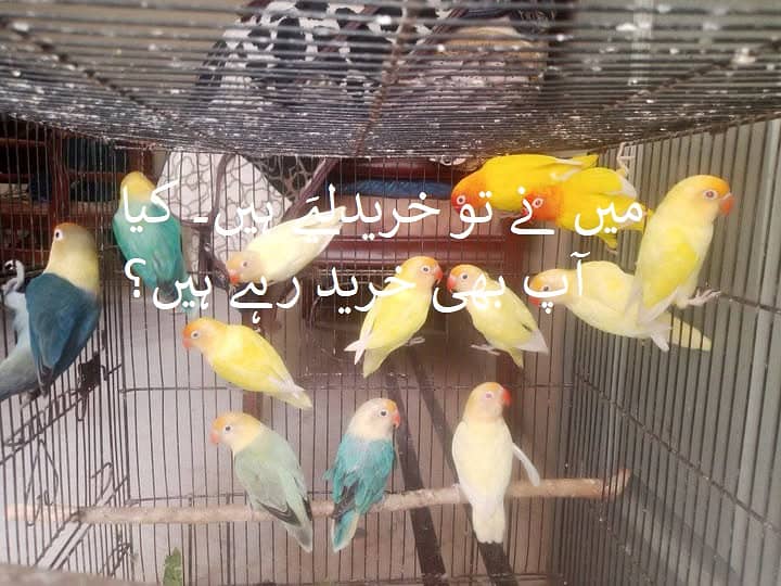 Blue Opline split palefallow 0