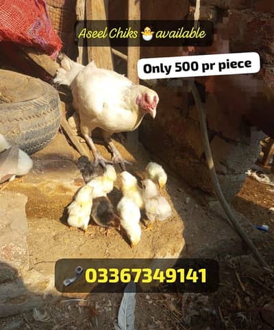 Aseel/White Shamo chiks available. . . special eid offer. . . . 03367349141