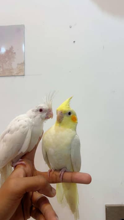 Quality Handtamed Common White Red Eye + Eno White Red Eye For Sale