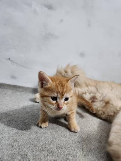 kitten for sale with one baby male kitten