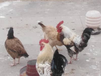 desi murgy murgiya for sale