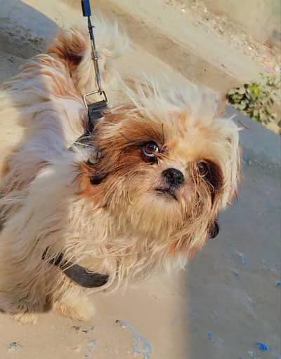shih Tzu