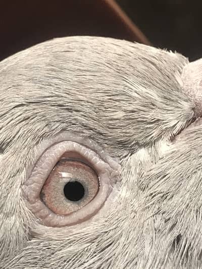 Salaita Kaboter kabotar pigeon male