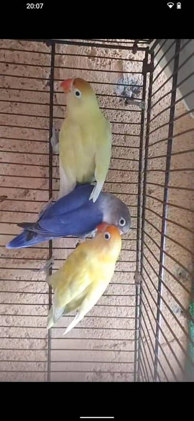 mix love bird 28 piece