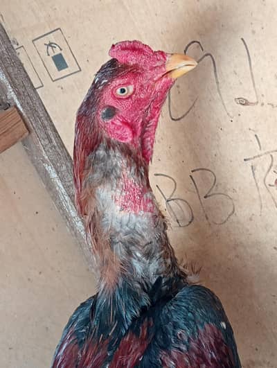 Aseel Rampuri for sale