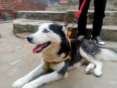 blue Eyes Siberian husky for stud