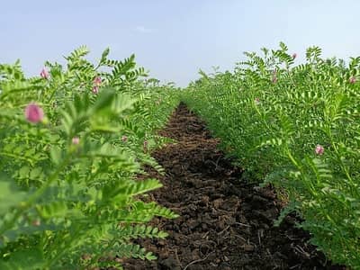 Agro Farm Land 50 Kanals, Best Location Low Price 4 Crores