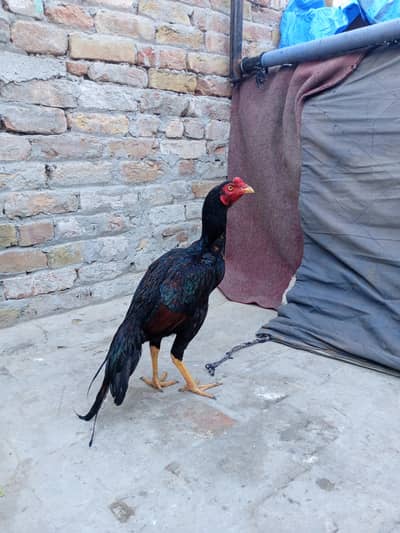 aseel patha for sale