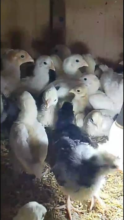 polish,silky,sebright,Yokohama,ko shamo chicks available