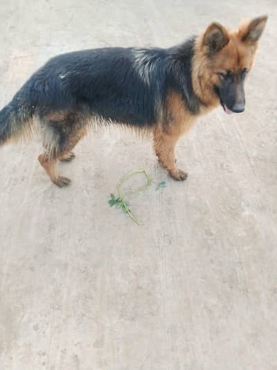 German shepherd female
