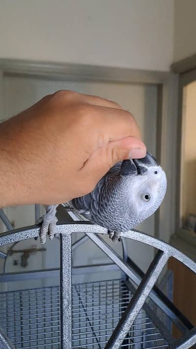 african gray/grey female