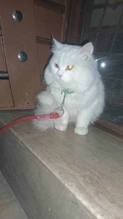 white Persian cat pair