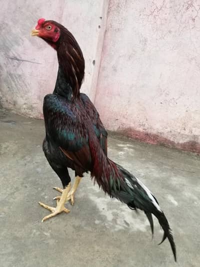 lakha muskhi home breed