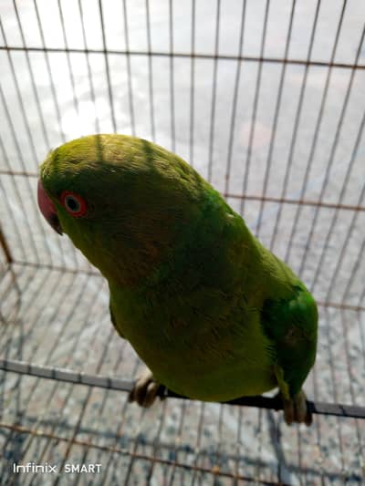 healthy parrot for sale