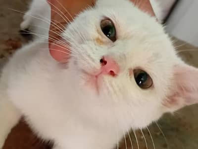 persian pure white kitten