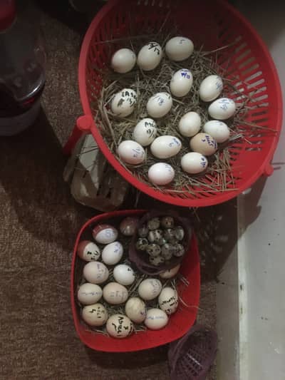 Fertile eggs for sale