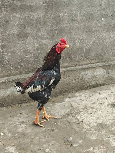 aseel male for salle