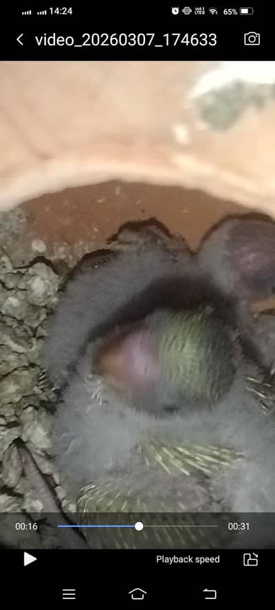 Australian breader pair with chiks and egss