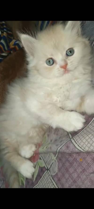 Persian cat blue eye