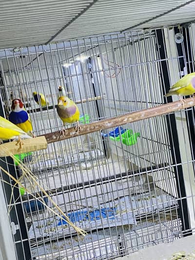 Goldian Lutino breeder pair