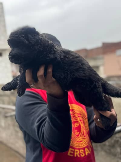 German Shepard puppies for sale long coat out stand quality