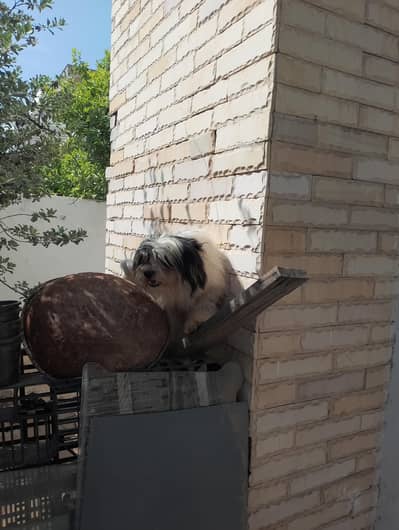 beautiful male available for loving home's