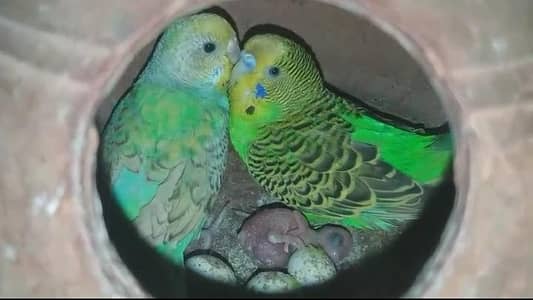 Australian parrots
