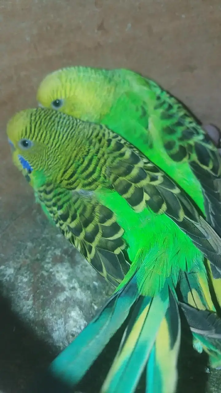 Australian parrots — photo 4