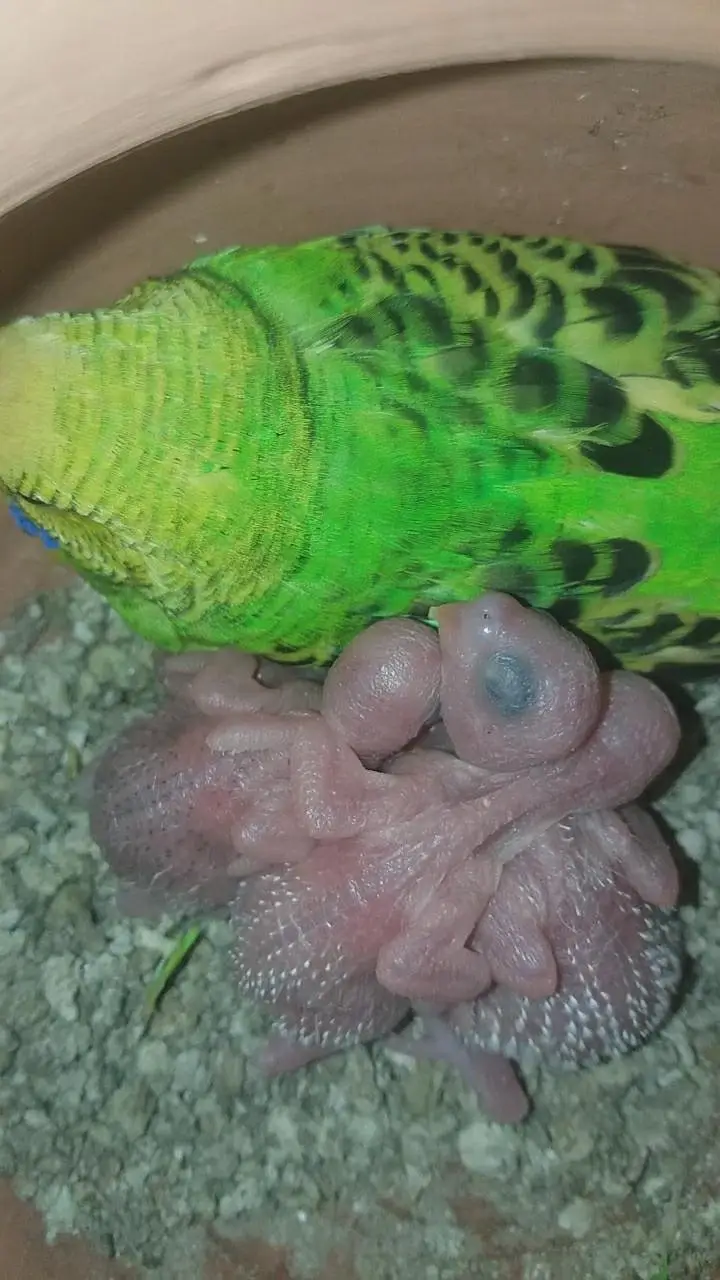Australian parrots — photo 5