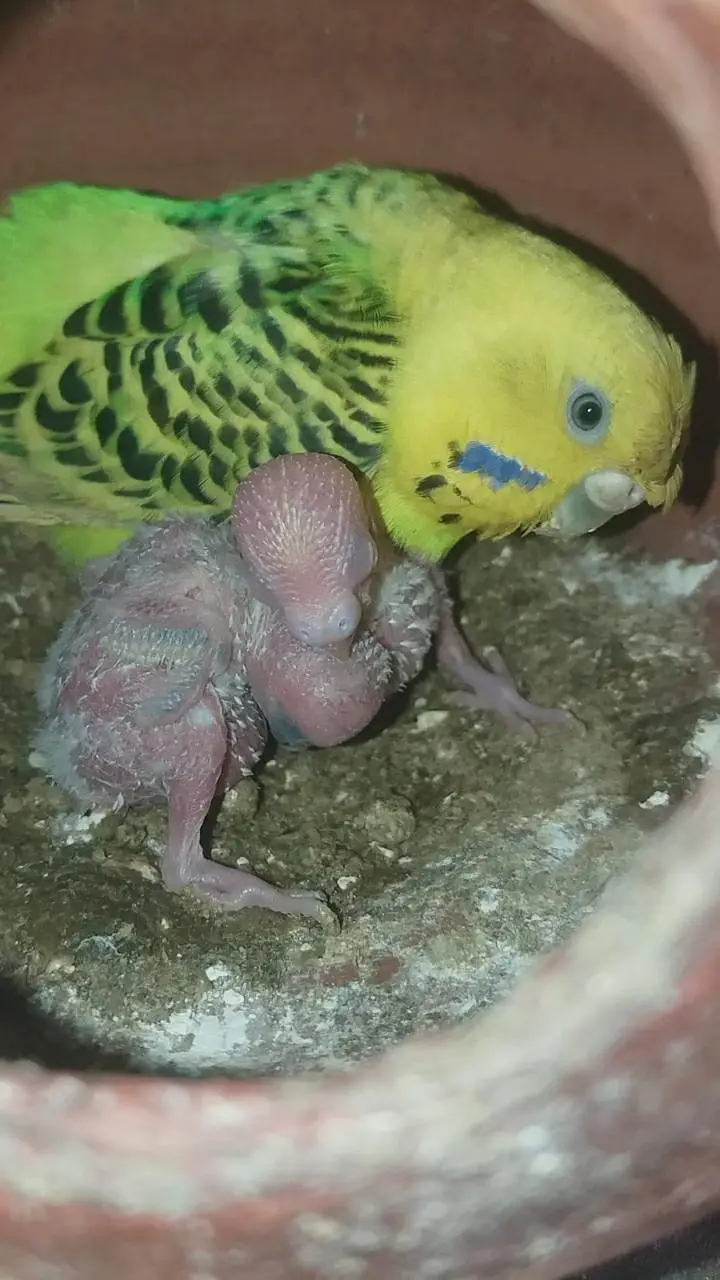 Australian parrots — photo 8
