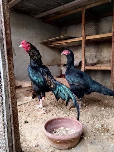 Assalamualaikum quality java mushka zero size pair avilable for sale