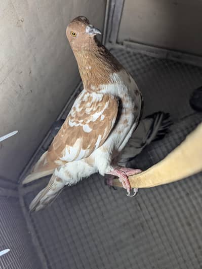 High flyer nasli kabootar