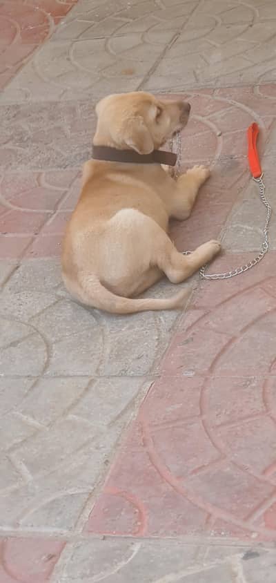 labrador puppy for sale