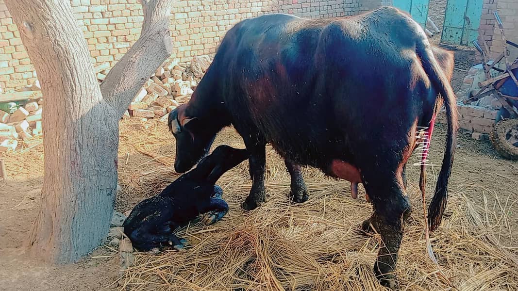 عارف والا بھیس فار سیل۔ دوسرا سُوا۔ 8 کِلو دُودھ 0