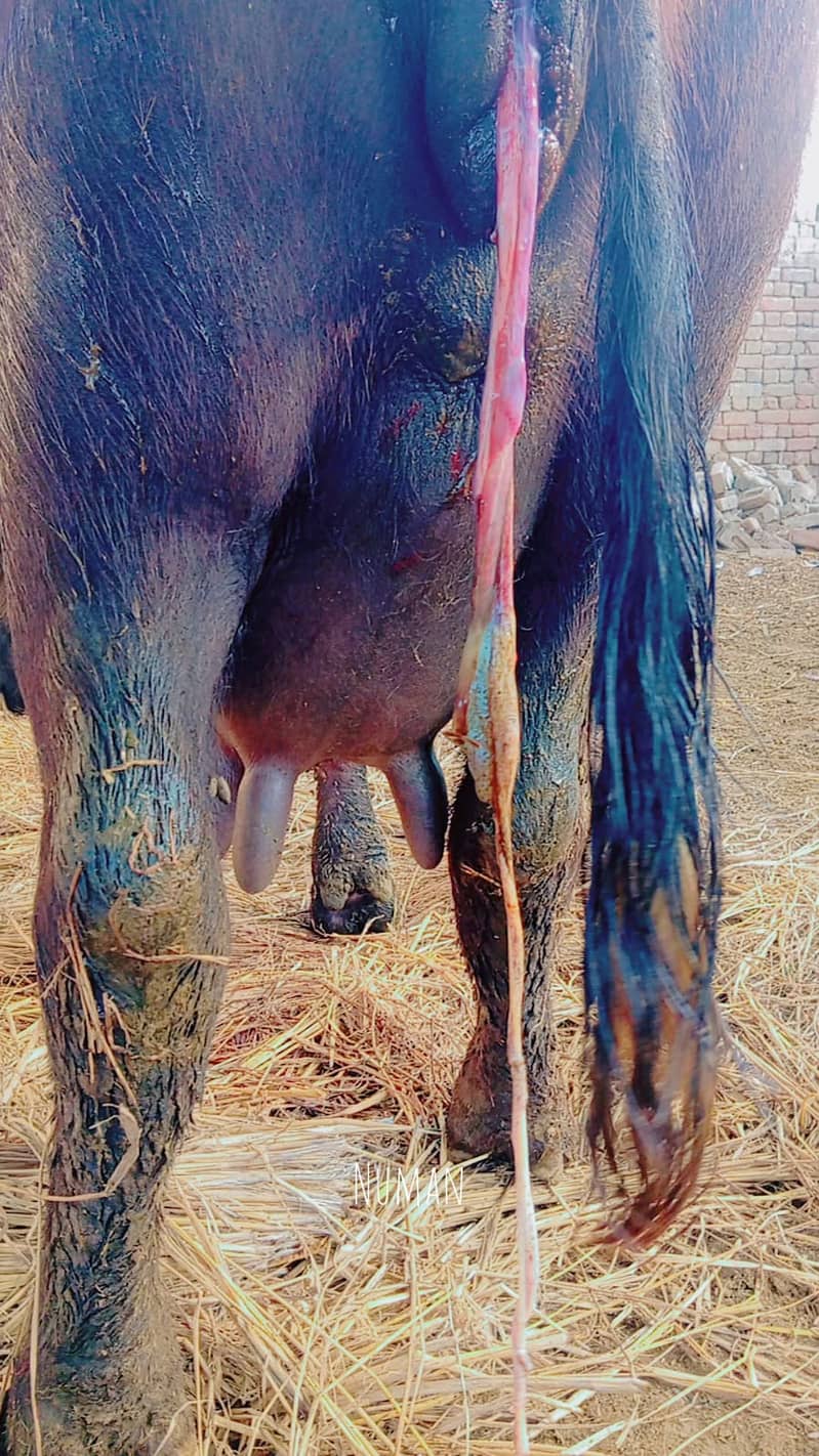 عارف والا بھیس فار سیل۔ دوسرا سُوا۔ 8 کِلو دُودھ 1