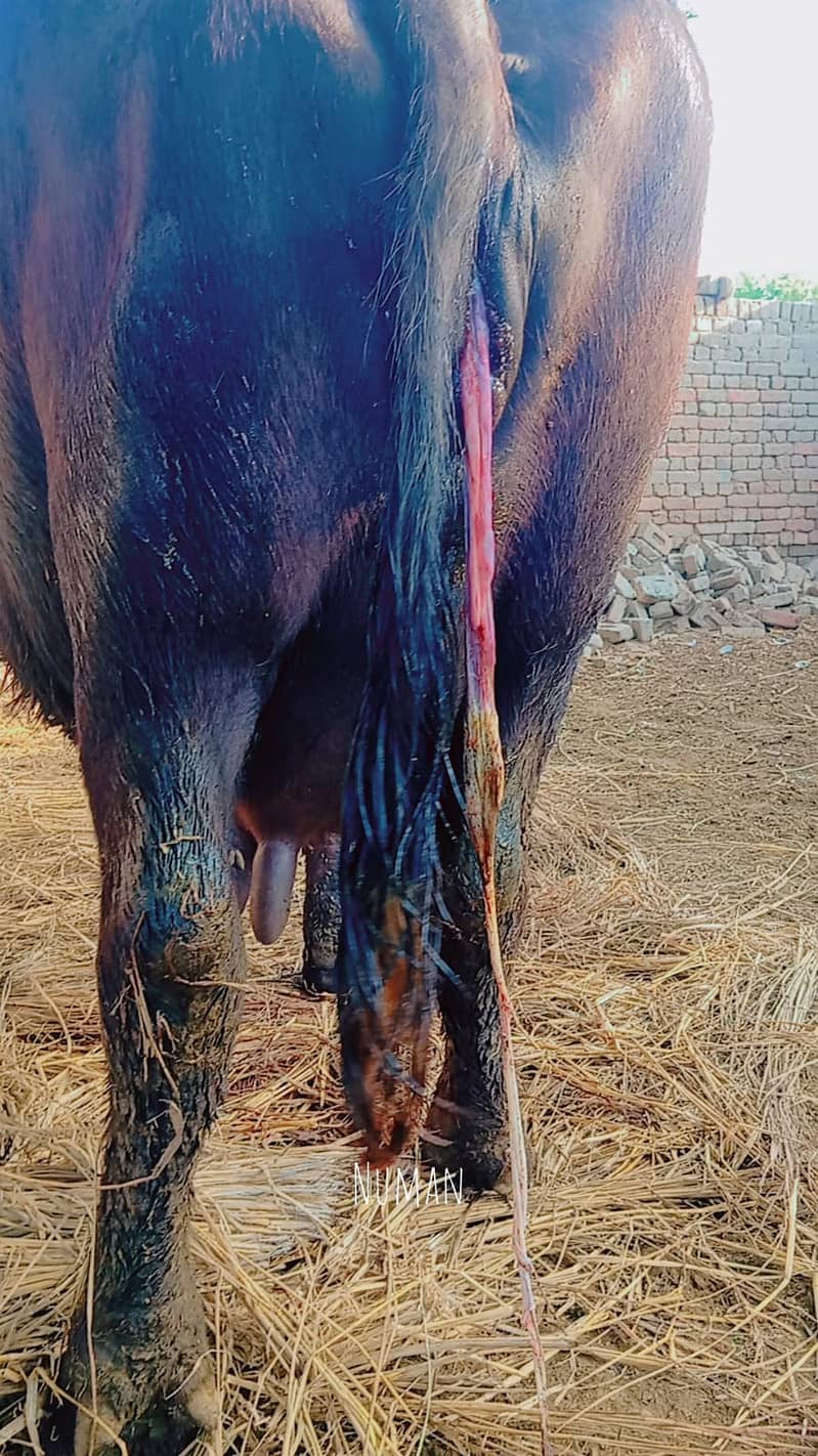 عارف والا بھیس فار سیل۔ دوسرا سُوا۔ 8 کِلو دُودھ 2