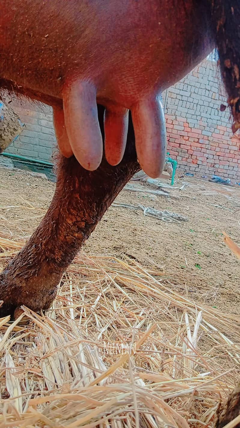 عارف والا بھیس فار سیل۔ دوسرا سُوا۔ 8 کِلو دُودھ 3