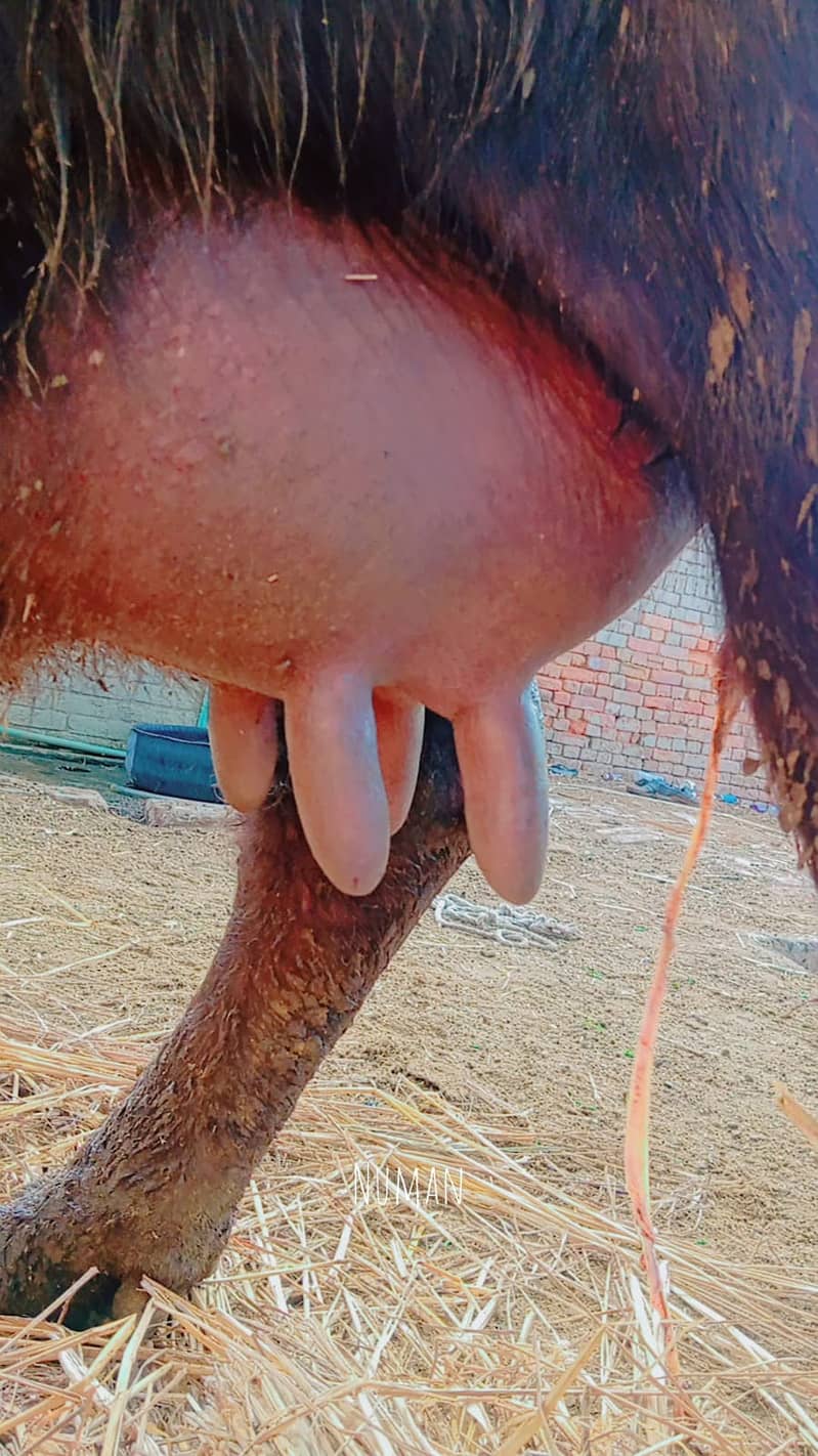 عارف والا بھیس فار سیل۔ دوسرا سُوا۔ 8 کِلو دُودھ 4