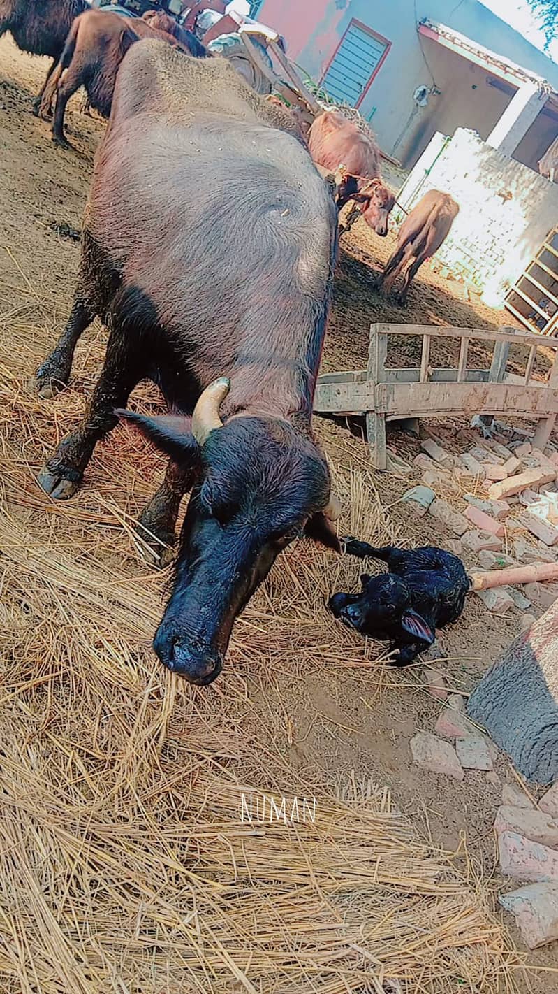 عارف والا بھیس فار سیل۔ دوسرا سُوا۔ 8 کِلو دُودھ 5