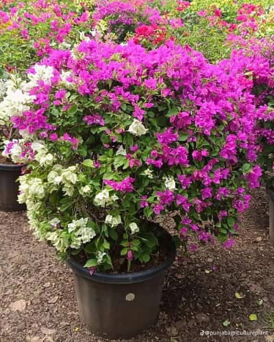 Pattoki Nursery And landscaping farmers