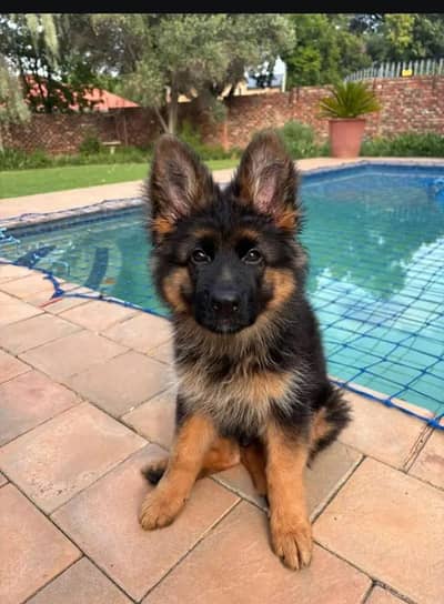 Gsd, American bully, pitbull, Rottweiler