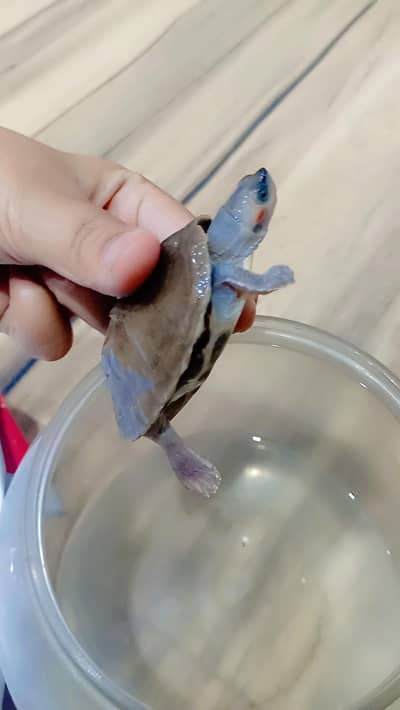 Thailand turtel . Imported turtel.