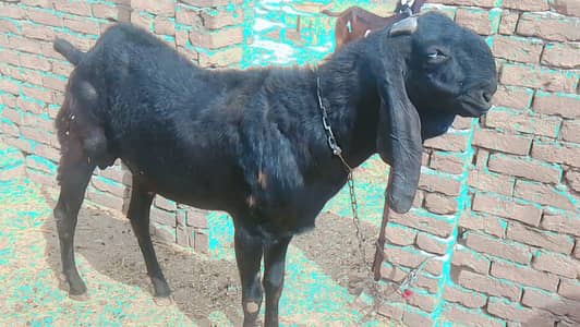 pure Beetal | Bakra | Goat | Breedar bekra | 6 dant | بکرا