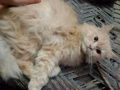 Persian cat