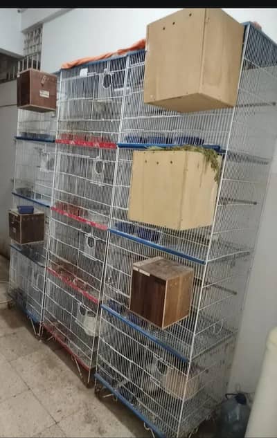 3 Cage's with 11~12 pairs Love birds