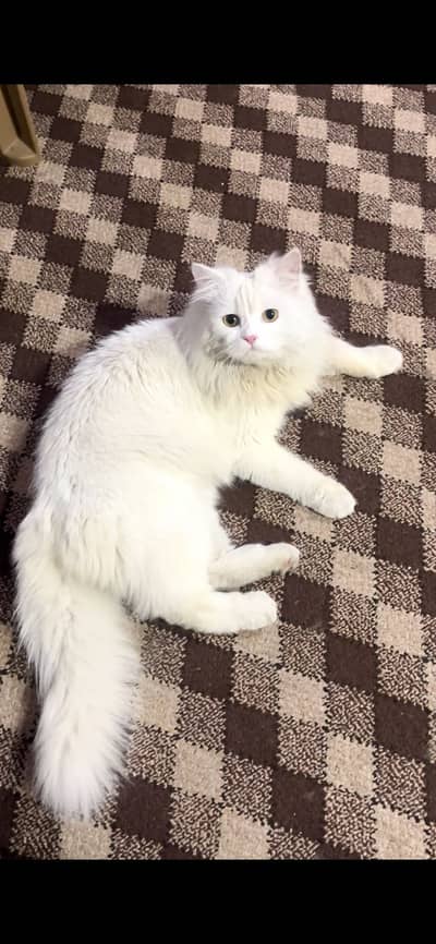 Male White Triple Coat Persian Cat Up For Sale