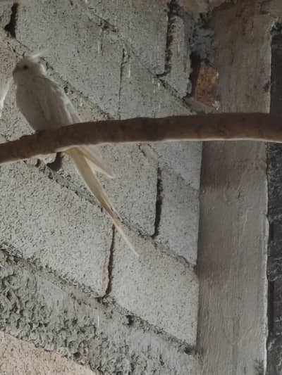 Good Quality Breeder cocktail parrots available