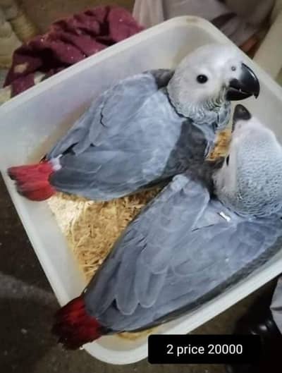 Healthy Hand-Tamed Grey Parrot – 3 Months Old 