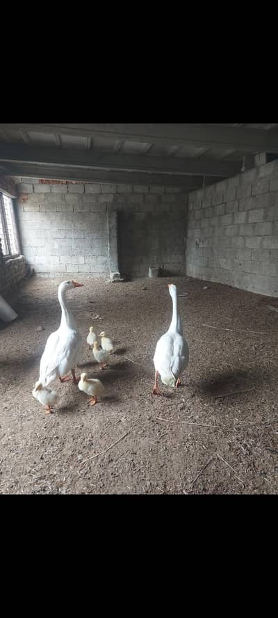 1 long neck ducks gooze