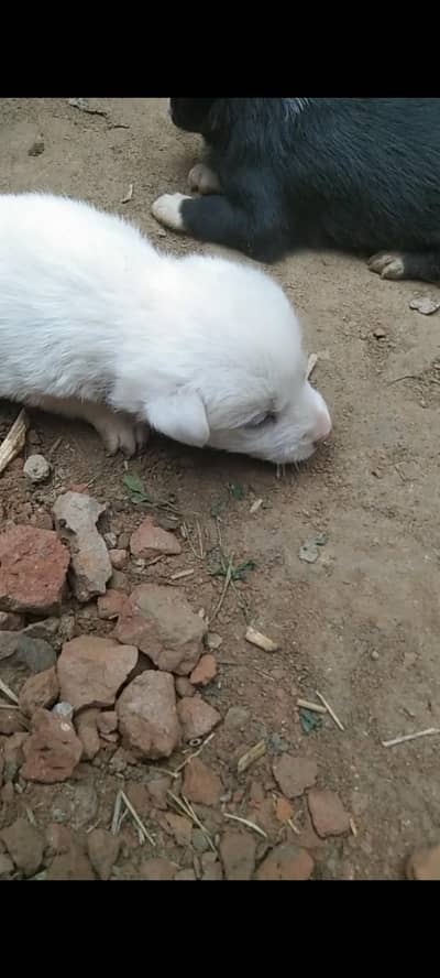  Healthy & Active Dog for Sale | Friendly & Guard Dog